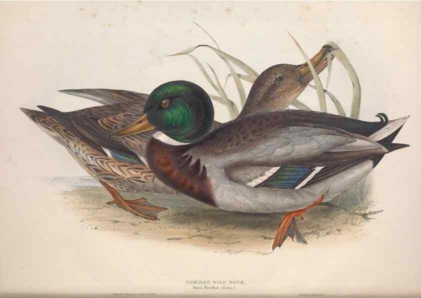 Reproducción/Reproduction 46726472102: The birds of Europe.. London,Printed by R. and J.E. Taylor, pub. by the author,1837.. 