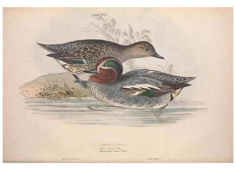 Reproducción/Reproduction 39813859583: The birds of Europe.. London,Printed by R. and J.E. Taylor, pub. by the author,1837.. 