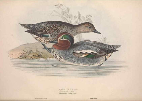 Reproducción/Reproduction 39813859583: The birds of Europe.. London,Printed by R. and J.E. Taylor, pub. by the author,1837.. 