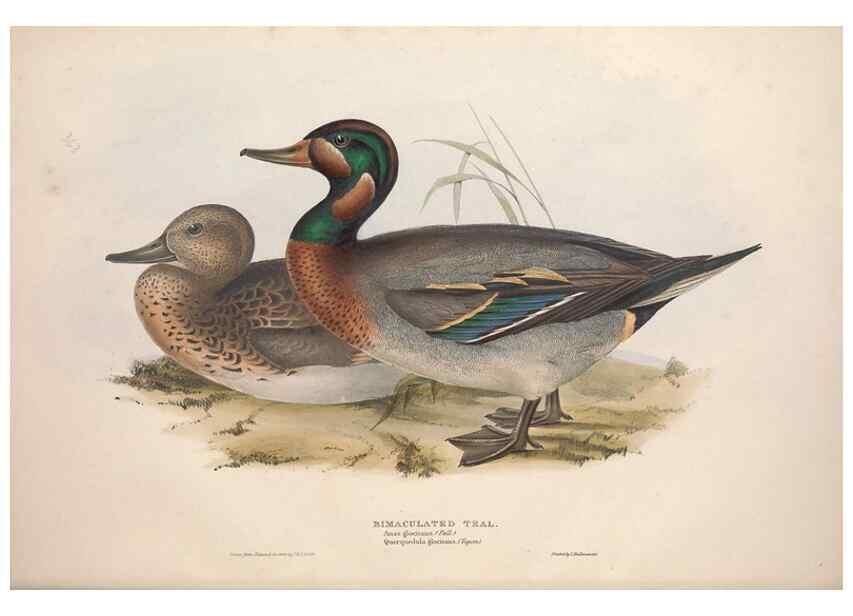 Reproducción/Reproduction 31837398347: The birds of Europe.. London,Printed by R. and J.E. Taylor, pub. by the author,1837.. 
