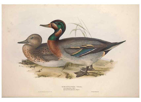 Reproducción/Reproduction 31837398347: The birds of Europe.. London,Printed by R. and J.E. Taylor, pub. by the author,1837.. 