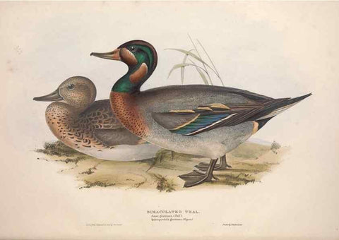 Reproducción/Reproduction 31837398347: The birds of Europe.. London,Printed by R. and J.E. Taylor, pub. by the author,1837.. 