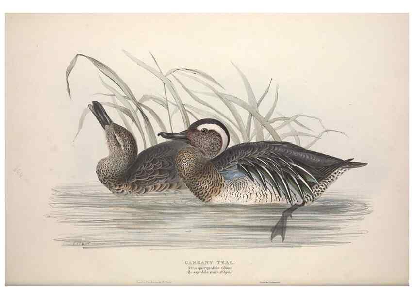 Reproducción/Reproduction 31837399827: The birds of Europe.. London,Printed by R. and J.E. Taylor, pub. by the author,1837.. 