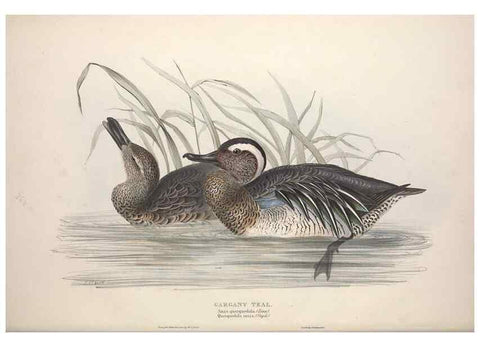Reproducción/Reproduction 31837399827: The birds of Europe.. London,Printed by R. and J.E. Taylor, pub. by the author,1837.. 