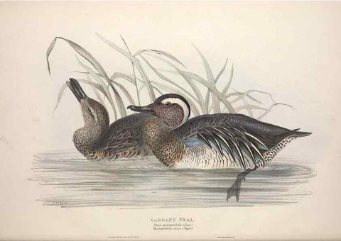 Reproducción/Reproduction 31837399827: The birds of Europe.. London,Printed by R. and J.E. Taylor, pub. by the author,1837.. 