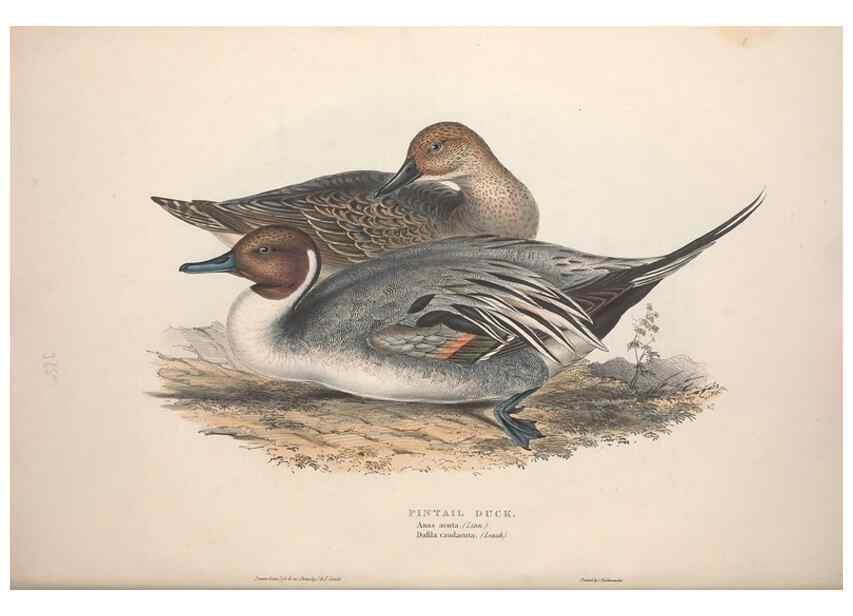 Reproducción/Reproduction 46779182111: The birds of Europe.. London,Printed by R. and J.E. Taylor, pub. by the author,1837.. 