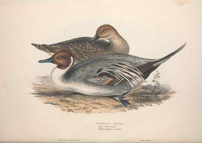 Reproducción/Reproduction 46779182111: The birds of Europe.. London,Printed by R. and J.E. Taylor, pub. by the author,1837.. 