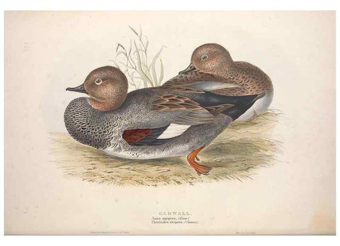 Reproducción/Reproduction 46726477402: The birds of Europe.. London,Printed by R. and J.E. Taylor, pub. by the author,1837.. 