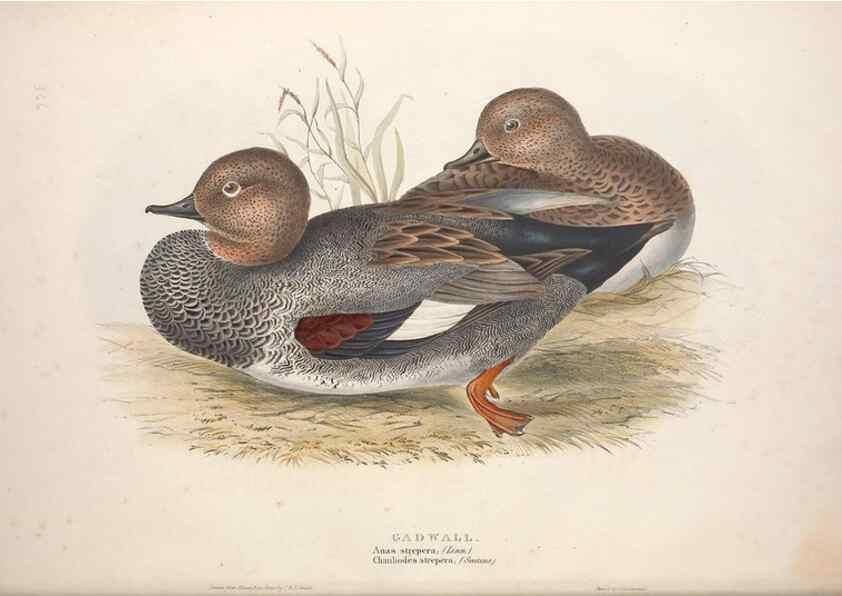 Reproducción/Reproduction 46726477402: The birds of Europe.. London,Printed by R. and J.E. Taylor, pub. by the author,1837.. 