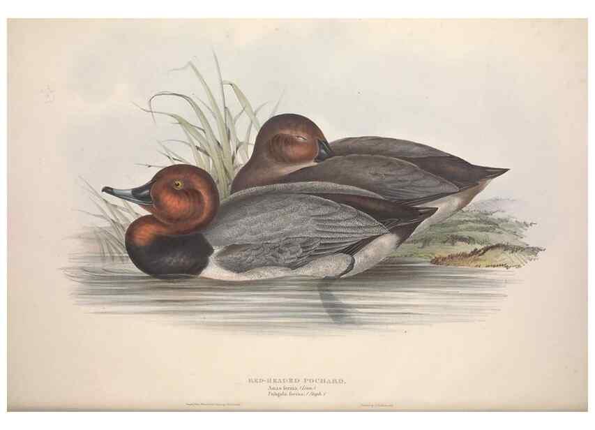 Reproducción/Reproduction 46054116474: The birds of Europe.. London,Printed by R. and J.E. Taylor, pub. by the author,1837.. 