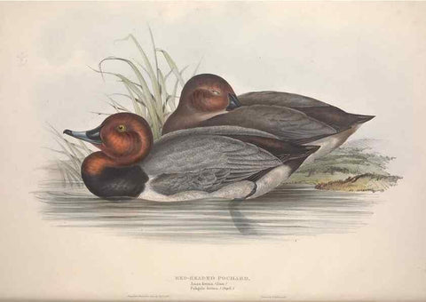 Reproducción/Reproduction 46054116474: The birds of Europe.. London,Printed by R. and J.E. Taylor, pub. by the author,1837.. 