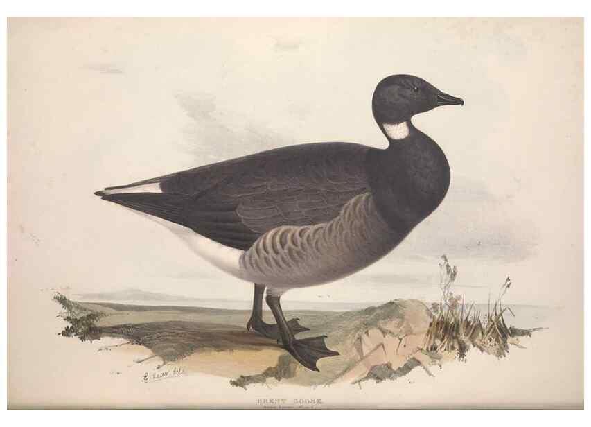 Reproducción/Reproduction 46726464352: The birds of Europe.. London,Printed by R. and J.E. Taylor, pub. by the author,1837.. 