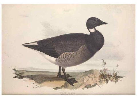 Reproducción/Reproduction 46726464352: The birds of Europe.. London,Printed by R. and J.E. Taylor, pub. by the author,1837.. 