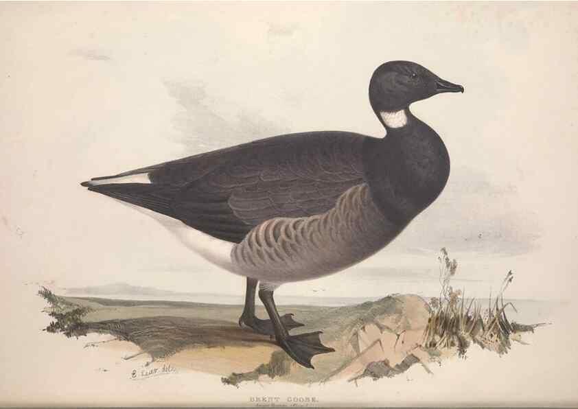 Reproducción/Reproduction 46726464352: The birds of Europe.. London,Printed by R. and J.E. Taylor, pub. by the author,1837.. 