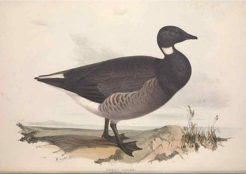 Reproducción/Reproduction 46726464352: The birds of Europe.. London,Printed by R. and J.E. Taylor, pub. by the author,1837.. 