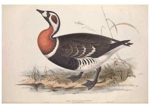 Reproducción/Reproduction 31837389287: The birds of Europe.. London,Printed by R. and J.E. Taylor, pub. by the author,1837.. 