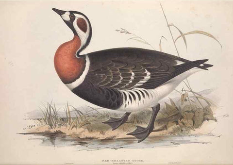 Reproducción/Reproduction 31837389287: The birds of Europe.. London,Printed by R. and J.E. Taylor, pub. by the author,1837.. 