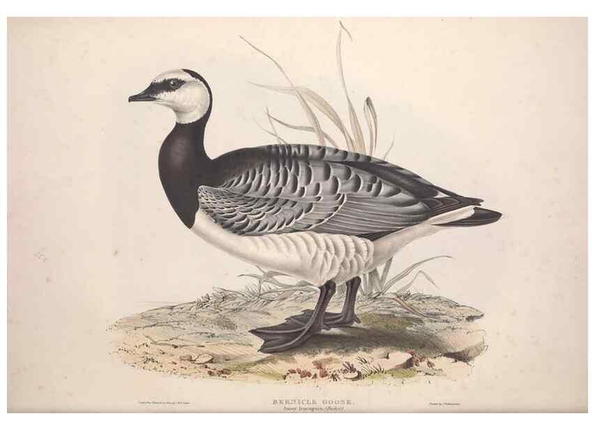 Reproducción/Reproduction 45864079335: The birds of Europe.. London,Printed by R. and J.E. Taylor, pub. by the author,1837.. 