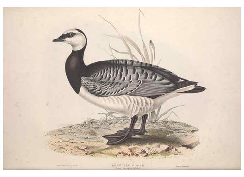 Reproducción/Reproduction 45864079335: The birds of Europe.. London,Printed by R. and J.E. Taylor, pub. by the author,1837.. 
