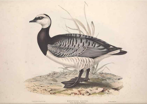 Reproducción/Reproduction 45864079335: The birds of Europe.. London,Printed by R. and J.E. Taylor, pub. by the author,1837.. 