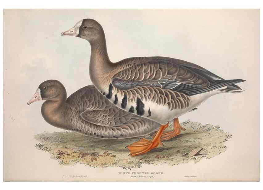 Reproducción/Reproduction 46054104804: The birds of Europe.. London,Printed by R. and J.E. Taylor, pub. by the author,1837.. 