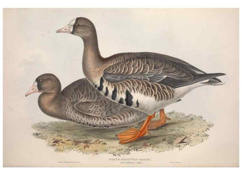 Reproducción/Reproduction 46054104804: The birds of Europe.. London,Printed by R. and J.E. Taylor, pub. by the author,1837.. 