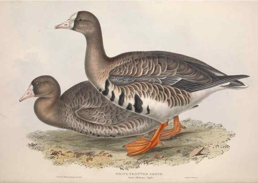 Reproducción/Reproduction 46054104804: The birds of Europe.. London,Printed by R. and J.E. Taylor, pub. by the author,1837.. 