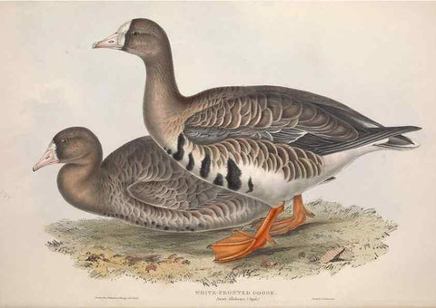 Reproducción/Reproduction 46054104804: The birds of Europe.. London,Printed by R. and J.E. Taylor, pub. by the author,1837.. 