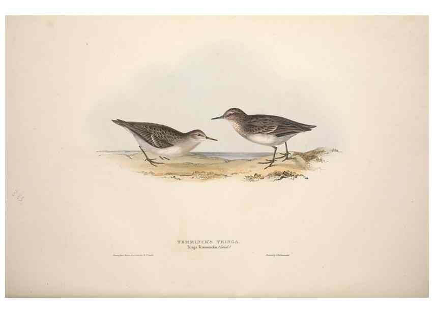 Reproducción/Reproduction 46053340564: The birds of Europe.. London,Printed by R. and J.E. Taylor, pub. by the author,1837.. 