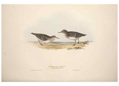Reproducción/Reproduction 46053340564: The birds of Europe.. London,Printed by R. and J.E. Taylor, pub. by the author,1837.. 