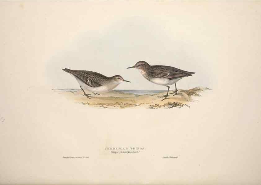 Reproducción/Reproduction 46053340564: The birds of Europe.. London,Printed by R. and J.E. Taylor, pub. by the author,1837.. 