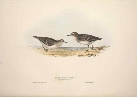 Reproducción/Reproduction 46053340564: The birds of Europe.. London,Printed by R. and J.E. Taylor, pub. by the author,1837.. 