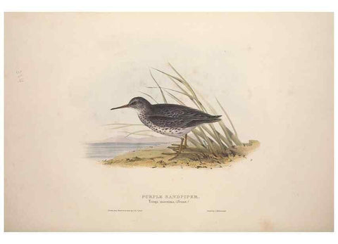 Reproducción/Reproduction 46778460901: The birds of Europe.. London,Printed by R. and J.E. Taylor, pub. by the author,1837.. 