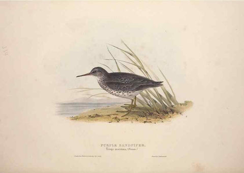 Reproducción/Reproduction 46778460901: The birds of Europe.. London,Printed by R. and J.E. Taylor, pub. by the author,1837.. 