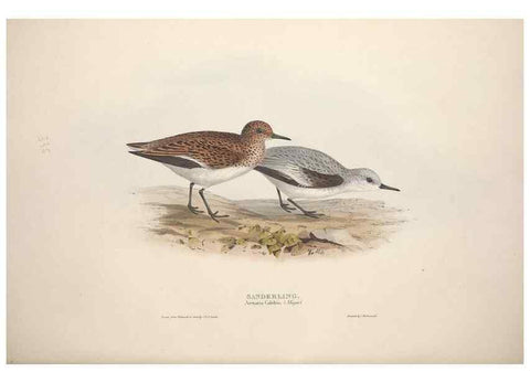 Reproducción/Reproduction 46778462831: The birds of Europe.. London,Printed by R. and J.E. Taylor, pub. by the author,1837.. 