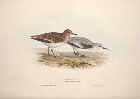 Reproducción/Reproduction 46778462831: The birds of Europe.. London,Printed by R. and J.E. Taylor, pub. by the author,1837.. 