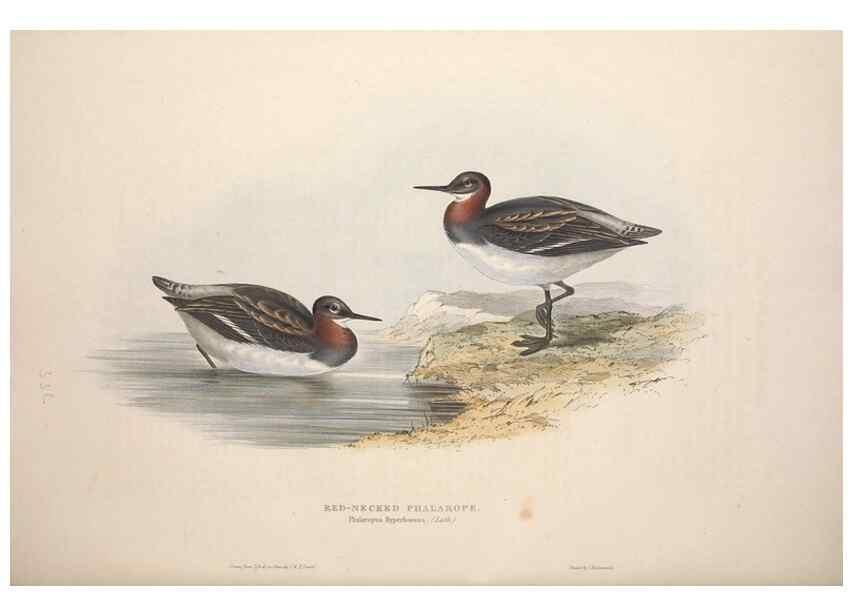 Reproducción/Reproduction 46053344424: The birds of Europe.. London,Printed by R. and J.E. Taylor, pub. by the author,1837.. 
