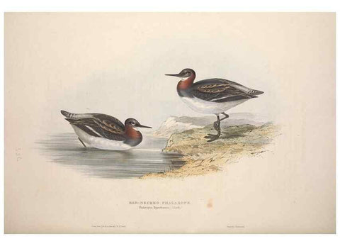 Reproducción/Reproduction 46053344424: The birds of Europe.. London,Printed by R. and J.E. Taylor, pub. by the author,1837.. 