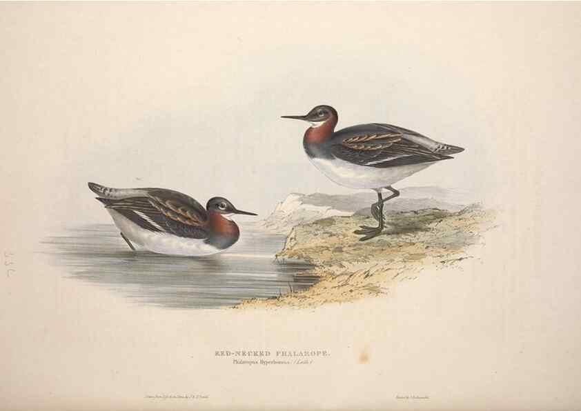 Reproducción/Reproduction 46053344424: The birds of Europe.. London,Printed by R. and J.E. Taylor, pub. by the author,1837.. 