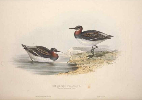 Reproducción/Reproduction 46053344424: The birds of Europe.. London,Printed by R. and J.E. Taylor, pub. by the author,1837.. 