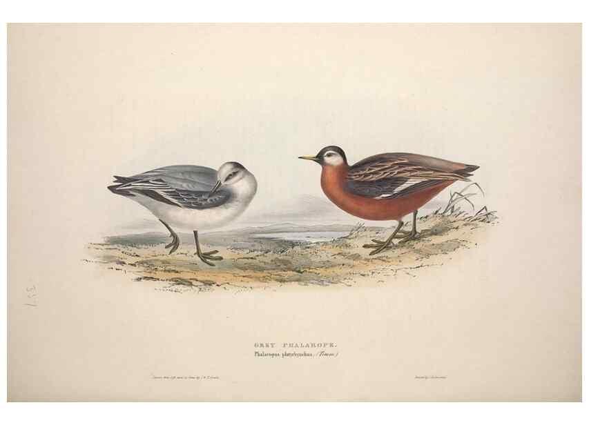 Reproducción/Reproduction 46053345654: The birds of Europe.. London,Printed by R. and J.E. Taylor, pub. by the author,1837.. 