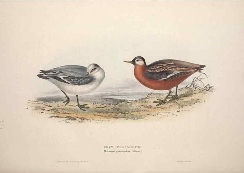 Reproducción/Reproduction 46053345654: The birds of Europe.. London,Printed by R. and J.E. Taylor, pub. by the author,1837.. 