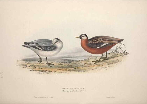 Reproducción/Reproduction 46053345654: The birds of Europe.. London,Printed by R. and J.E. Taylor, pub. by the author,1837.. 