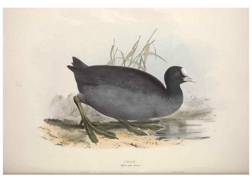Reproducción/Reproduction 46053346954: The birds of Europe.. London,Printed by R. and J.E. Taylor, pub. by the author,1837.. 