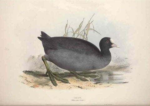 Reproducción/Reproduction 46053346954: The birds of Europe.. London,Printed by R. and J.E. Taylor, pub. by the author,1837.. 