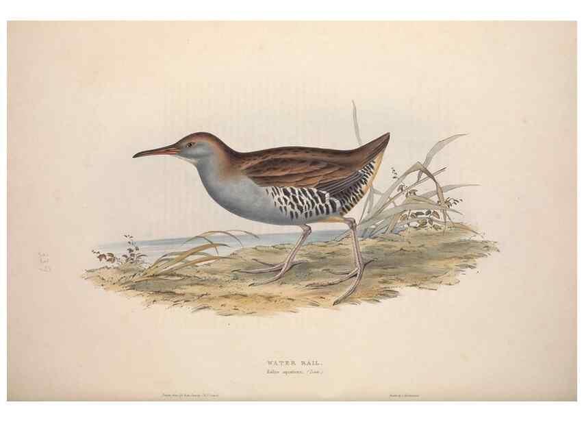 Reproducción/Reproduction 46778469321: The birds of Europe.. London,Printed by R. and J.E. Taylor, pub. by the author,1837.. 