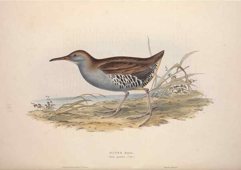 Reproducción/Reproduction 46778469321: The birds of Europe.. London,Printed by R. and J.E. Taylor, pub. by the author,1837.. 