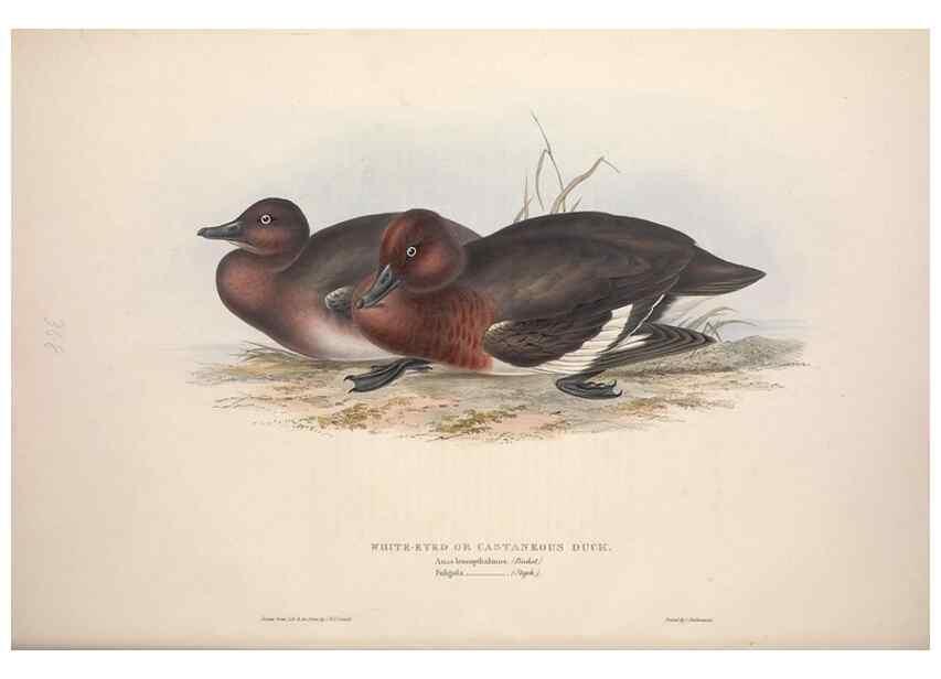 Reproducción/Reproduction 46779186781: The birds of Europe.. London,Printed by R. and J.E. Taylor, pub. by the author,1837.. 