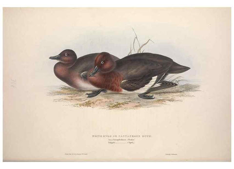 Reproducción/Reproduction 46779186781: The birds of Europe.. London,Printed by R. and J.E. Taylor, pub. by the author,1837.. 