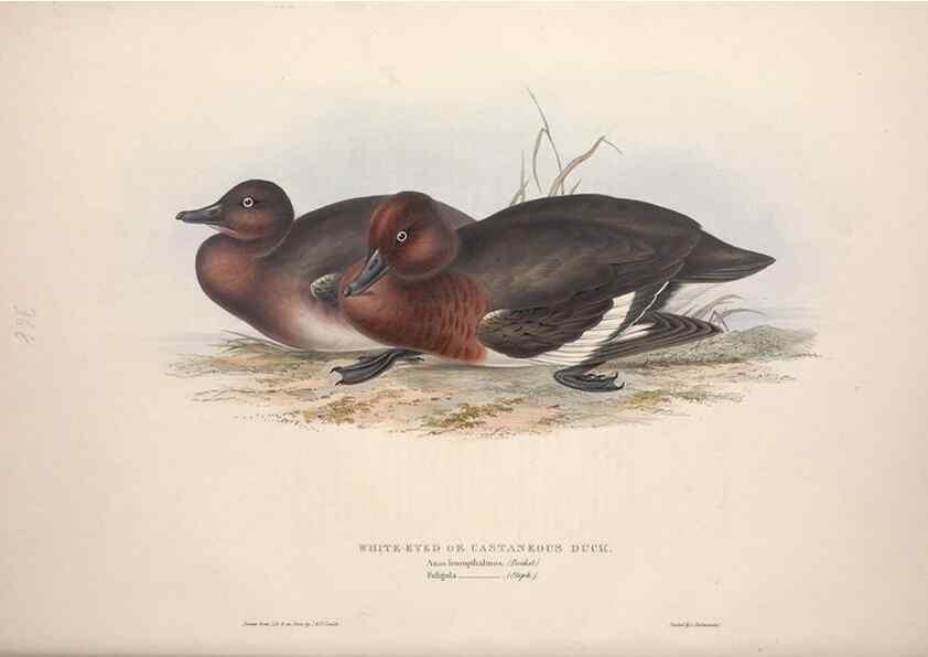 Reproducción/Reproduction 46779186781: The birds of Europe.. London,Printed by R. and J.E. Taylor, pub. by the author,1837.. 